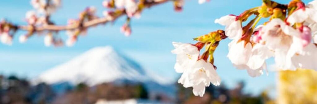 Fuji Sakura Essence